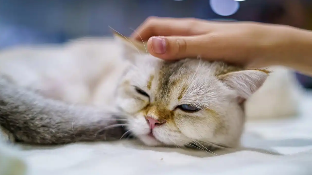 猫咪得了猫癣该怎么正确护理 猫咪得了猫癣该怎么正确护理