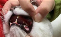 猫口腔炎能自愈吗