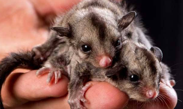 澳洲蜜袋鼯的养殖方法有哪些?好不好养就看你会不会养 澳洲蜜袋鼯的养殖方法有哪些?好不好养就看你会不会养