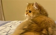 猫咪腿突然一瘸一拐的怎么办
