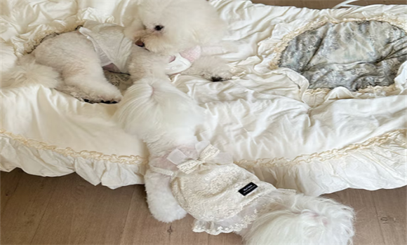 Wuli Hana宠物衣服多少钱 Wuli Hana宠物衣服多少钱