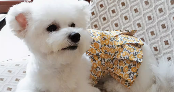 GIGIWAWA宠物衣服贵不贵 GIGIWAWA宠物衣服贵不贵