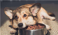 狗狗挑食该如何纠正呢