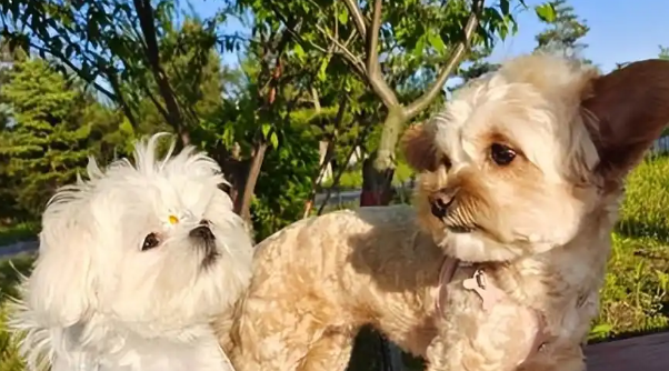 马尔泰犬多少钱一只?一篇了解价格影响因素 马尔泰犬多少钱一只?一篇了解价格影响因素