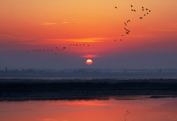 空心村蜕变记:万只鹭鸟当 “招商员”,新农人做 “操盘手” 空心村蜕变记:万只鹭鸟当 “招商员”,新农人做 “操盘手”