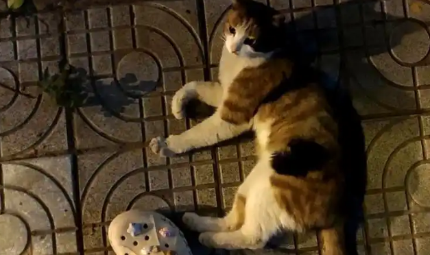 流浪猫赖在家门不走?留意它的4个行为,它在向你求助 流浪猫赖在家门不走?留意它的4个行为,它在向你求助