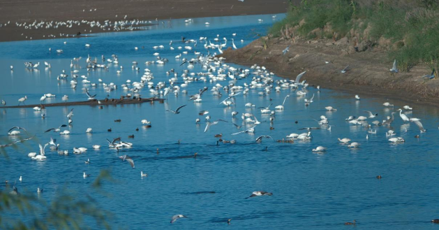 内蒙古磴口湿地:秋风送爽候鸟至 内蒙古磴口湿地:秋风送爽候鸟至
