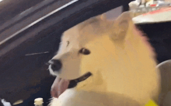 狗子突然挣脱绳子蹿上陌生豪车,差点脱贫成功 狗子突然挣脱绳子蹿上陌生豪车,差点脱贫成功