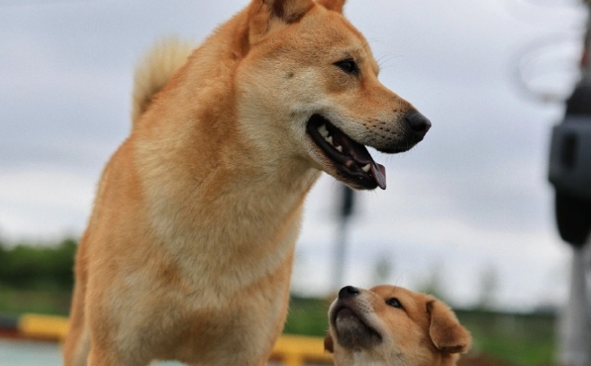 中华田园犬的护主天性：刻在基因里的忠诚守护
