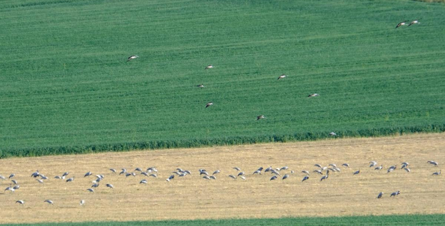 霍林郭勒市:候鸟翩跹 绘就生态新画卷 霍林郭勒市:候鸟翩跹 绘就生态新画卷