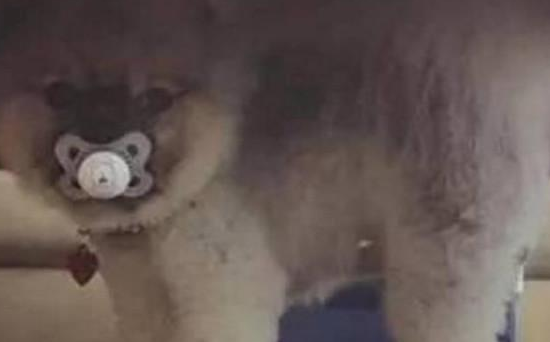 狗狗趁着小主人不注意的时候偷了它的奶嘴,让铲屎官哭笑不得! 狗狗趁着小主人不注意的时候偷了它的奶嘴,让铲屎官哭笑不得!