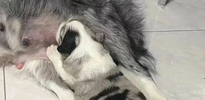 边牧妈妈生了个独生子，刚满月就胖到八斤，妥妥的巨婴啊