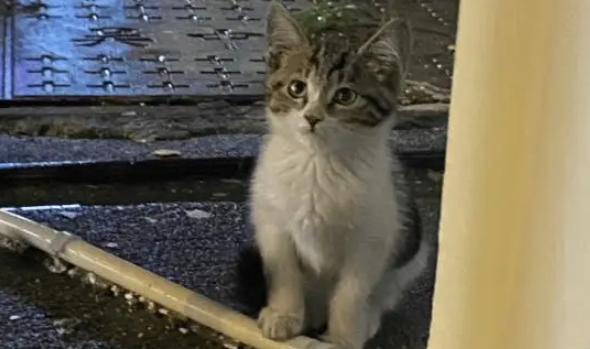 小姐姐捡到两只流浪的小猫，原主人辞职回老家就丢弃了小猫