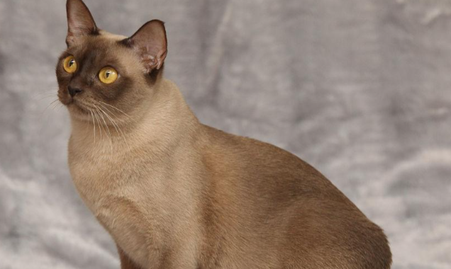 缅甸猫的社交行为与互动模式是怎样的？快来看看吧