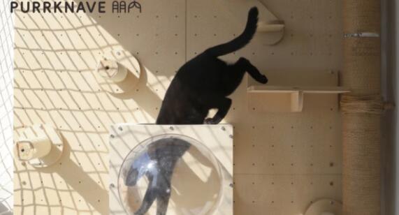 朋内猫爬架多少钱一个 朋内猫爬架多少钱一个