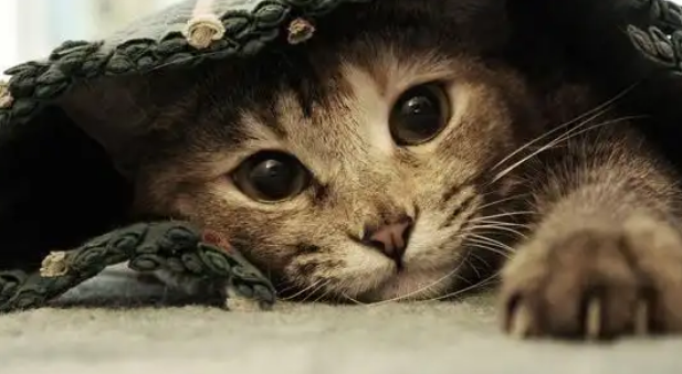 猫咪排尿困难是膀胱炎吗