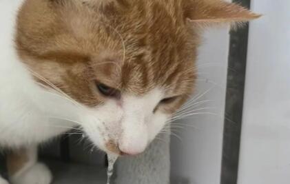 猫咪频繁呕吐是什么病? 猫咪频繁呕吐是什么病?