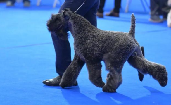 全球顶级犬展冠军花落中国繁育犬,中国犬再创佳绩! 全球顶级犬展冠军花落中国繁育犬,中国犬再创佳绩!