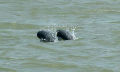 江豚主要吃什么