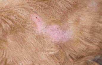 狗狗皮肤掉毛红肿怎么回事? 狗狗皮肤掉毛红肿怎么回事?