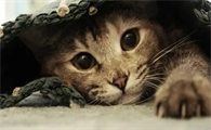 猫咪排尿困难是膀胱炎吗