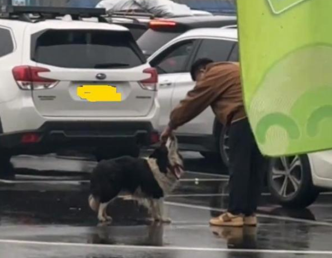 在高速服务区苦等主人的小狗获认领 千万网友爱心接力 在高速服务区苦等主人的小狗获认领 千万网友爱心接力