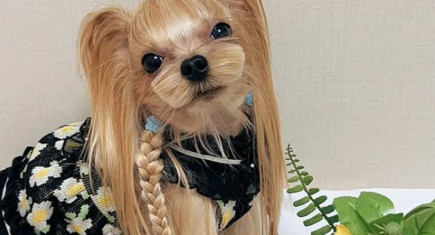 淘淘花瓣宠物半身裙要定制吗