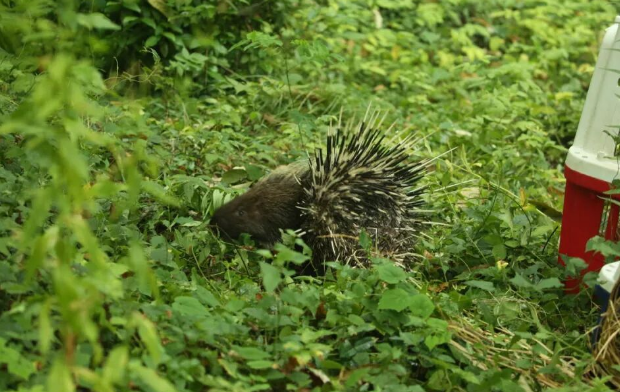 两只豪猪在南京街头“夜跑”,红山动物园:近日没有豪猪出逃 两只豪猪在南京街头“夜跑”,红山动物园:近日没有豪猪出逃