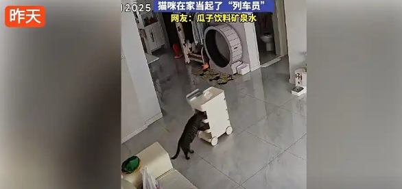吉林小猫家中化身“列车员”,推着零食车满屋跑 吉林小猫家中化身“列车员”,推着零食车满屋跑