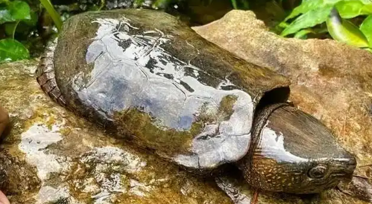 鹰嘴龟脱肛能否自愈?科学处理是关键 鹰嘴龟脱肛能否自愈?科学处理是关键