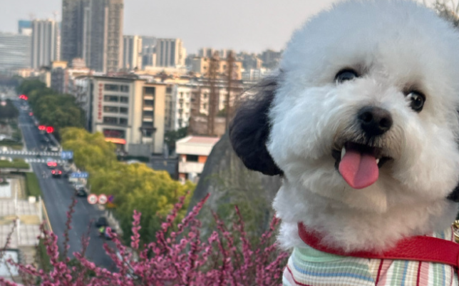 全球首个宠物基因身份证系统落地,让理赔更简单 全球首个宠物基因身份证系统落地,让理赔更简单