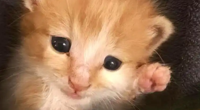 流浪猫赖在家门不走?留意它的4个行为,它在向你求助 流浪猫赖在家门不走?留意它的4个行为,它在向你求助