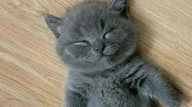 英短蓝猫：是煤气罐还是行走的汤圆？这篇文章告诉你！