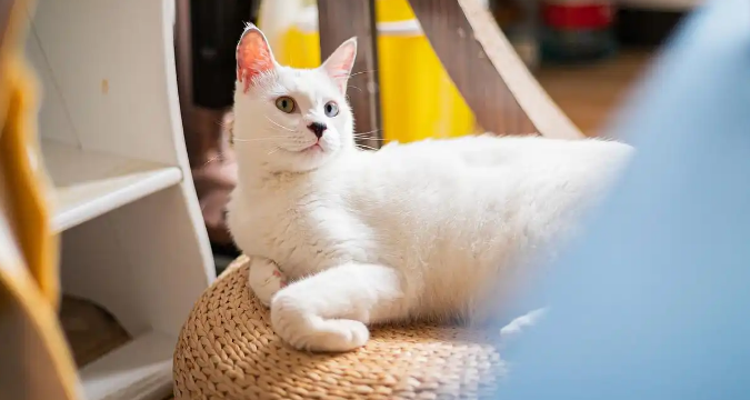 猫咪眼睛流脓是感染导致的吗 猫咪眼睛流脓是感染导致的吗