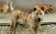虎斑犬掉毛严重吗？除了掉毛，体味啥的样样都是挑战