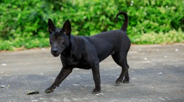 五黑犬为什么弃养率高？背后原因与改善方向解析