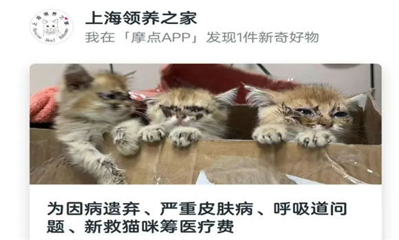 上海领养之家可以领养吗