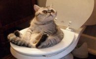 猫咪一直拉水便便是怎么回事