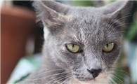猫瘟会传染人吗
