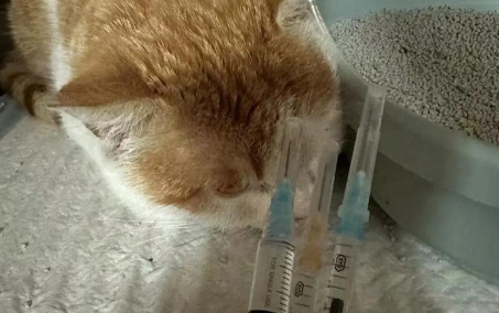 猫传腹打针十四天可以吗