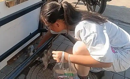 流浪猫闯入阳台被打至奄奄一息令人心碎 流浪猫闯入阳台被打至奄奄一息令人心碎