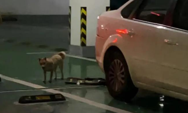 一小区地下车位变“狗厕所”?物业回应:打扫完又有新粪便 一小区地下车位变“狗厕所”?物业回应:打扫完又有新粪便