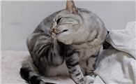 猫咪总是频繁抓挠自己怎么办