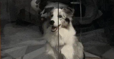 边牧第一次坐飞机遇到托运，主人下飞机后怎么都找不到它