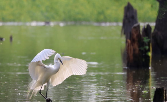 空心村蜕变记:万只鹭鸟当 “招商员”,新农人做 “操盘手” 空心村蜕变记:万只鹭鸟当 “招商员”,新农人做 “操盘手”