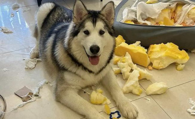 狗狗频繁拆家怎么办 狗狗频繁拆家怎么办