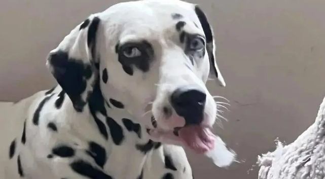 网友晒家里的邪恶斑点狗,一看……丫演恐怖片都不用化妆! 网友晒家里的邪恶斑点狗,一看……丫演恐怖片都不用化妆!