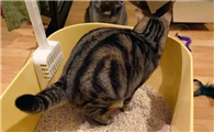 猫咪总乱尿在猫砂盆外怎么办
