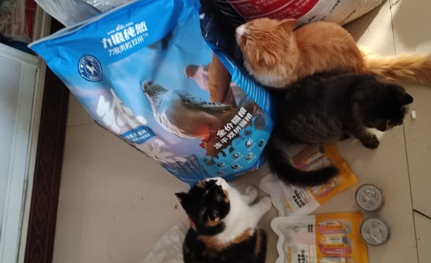 2025适合穷人猫粮推荐:高性价比之选力狼纯然猫粮! 2025适合穷人猫粮推荐:高性价比之选力狼纯然猫粮!