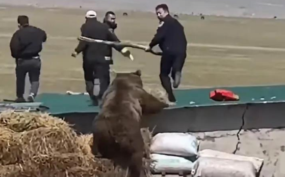 藏马熊进村咬死并拖走一条狗,引起当地居民重视 藏马熊进村咬死并拖走一条狗,引起当地居民重视